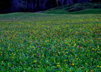 Mauritan lawn – what is it and how to do it with your own hands?