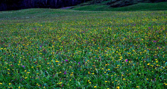 Mauritan lawn – what is it and how to do it with your own hands?