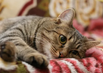 Whether to make a cat?