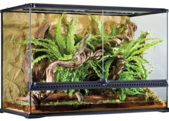 Как устроить террариум и что для этого необходимо: полезные советы