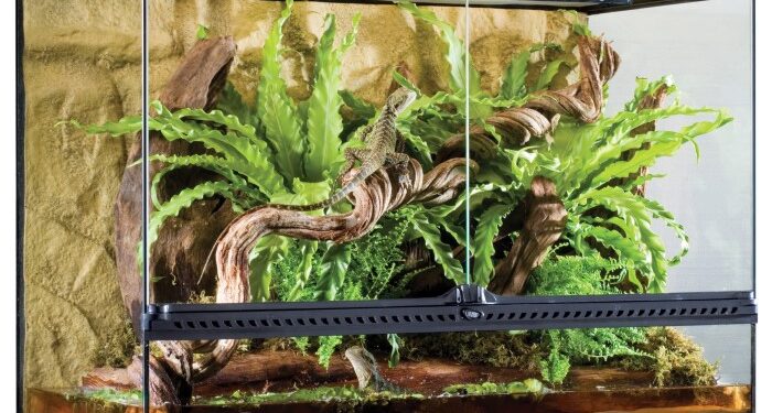 Как устроить террариум и что для этого необходимо: полезные советы