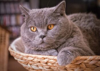 Що робити, коли випадає шерсть у котів