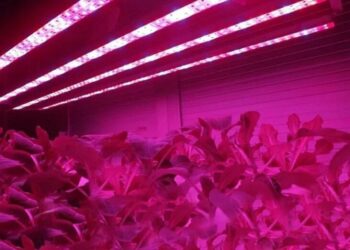 Фіто світлодіодна стрічка: сучасний метод рослинного вирощування