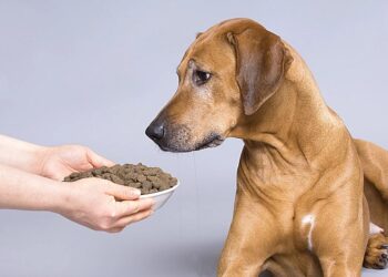 Преимущества использования готовых кормов для питания собак и кошек