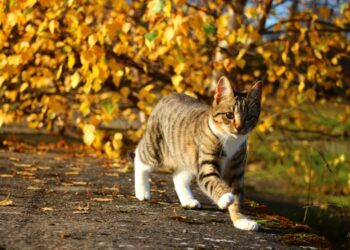 Котячі території: куди ходять домашні кішки під час своїх прогулянок, згідно з дослідженнями