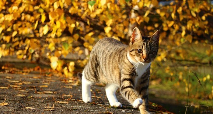 Котячі території: куди ходять домашні кішки під час своїх прогулянок, згідно з дослідженнями