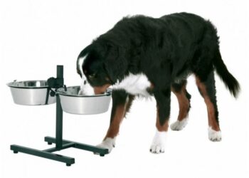 Миски для собак: як вибрати правильний варіант для вашого улюбленця