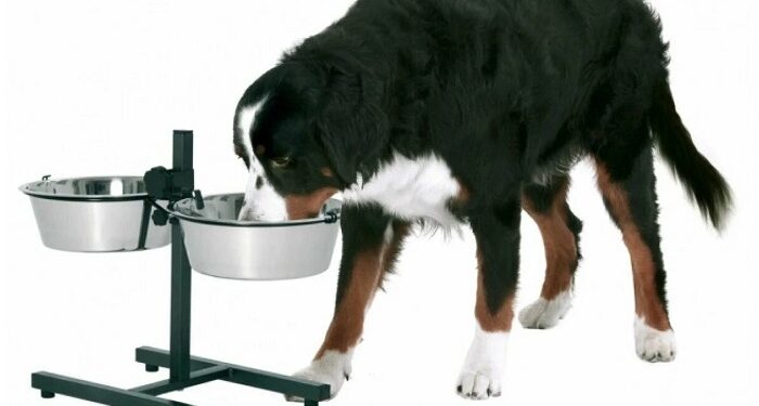 Миски для собак: як вибрати правильний варіант для вашого улюбленця