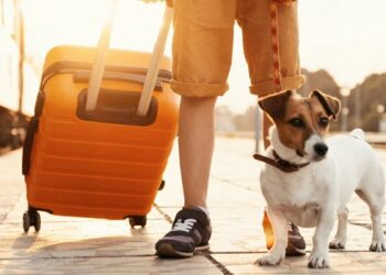 Особенности перевозки домашних животных за границу: основные правила