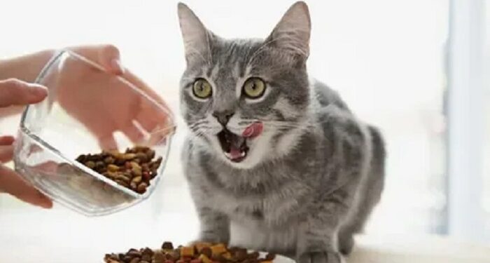 Кормление кошки: что необходимо помнить